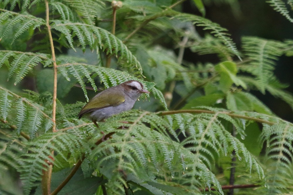 White-browed Crombec - ML249404701