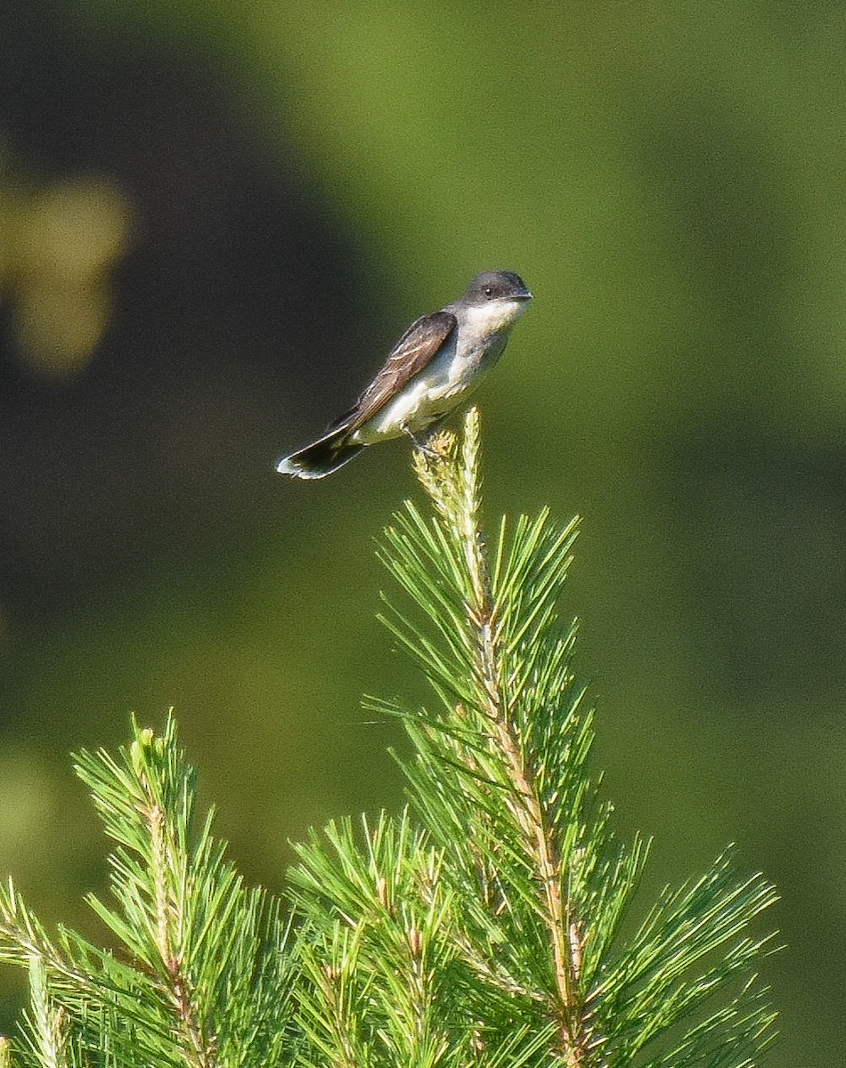 Eastern Kingbird - ML249405211