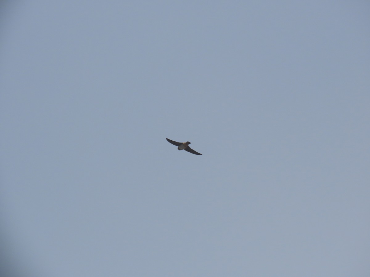 Golondrina Risquera - ML249405571
