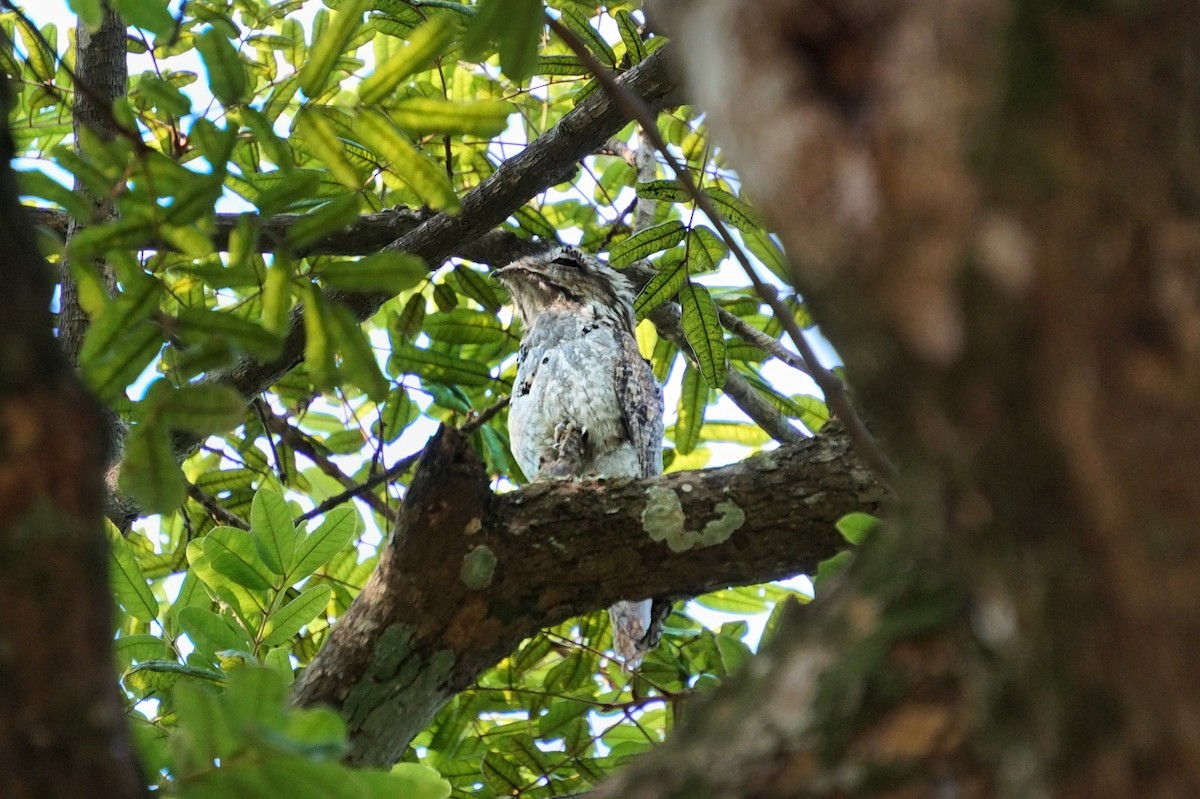 Northern Potoo - ML249407721