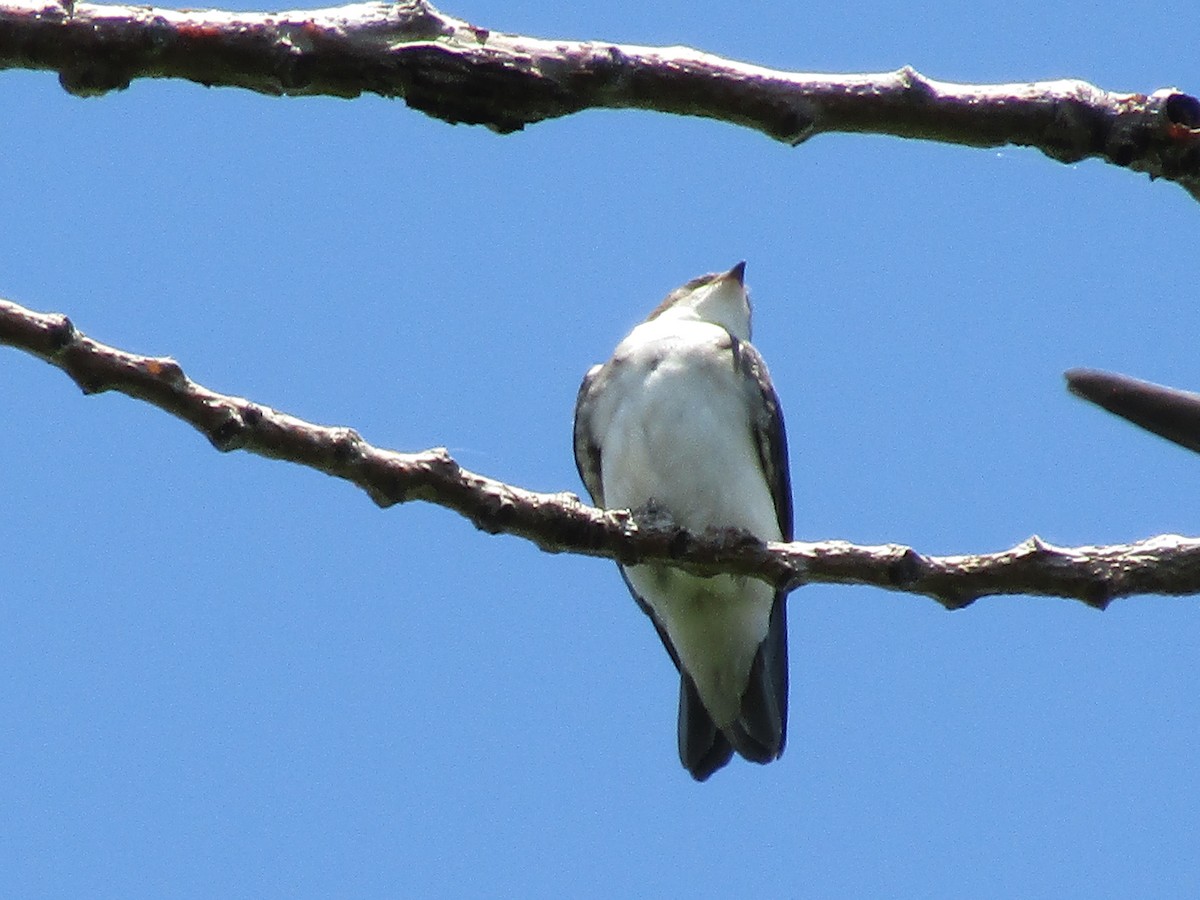 Golondrina Bicolor - ML249407731