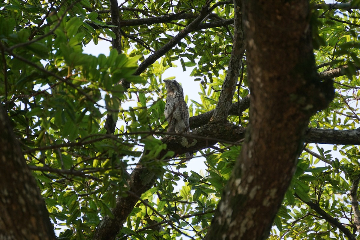 Northern Potoo - Erick Mauricio Angulo Zurita