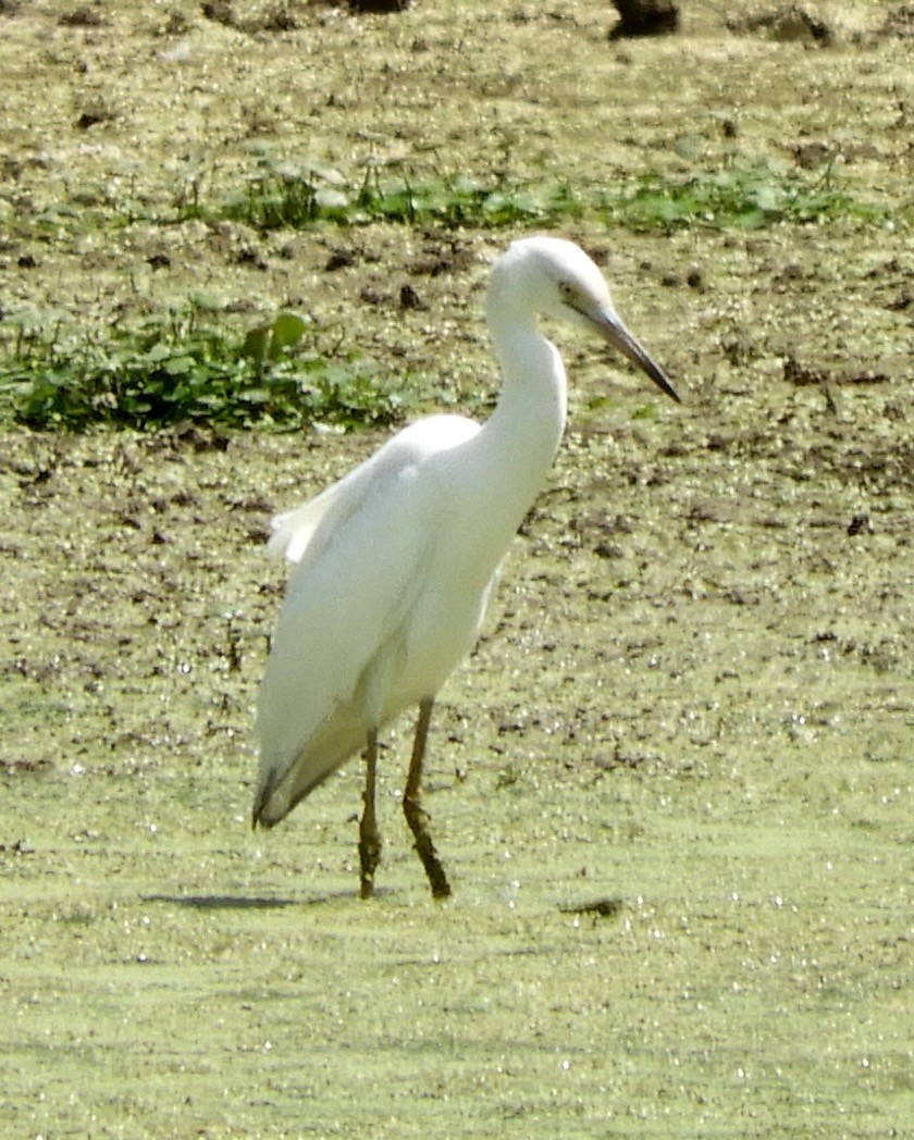 Little Blue Heron - ML249409561