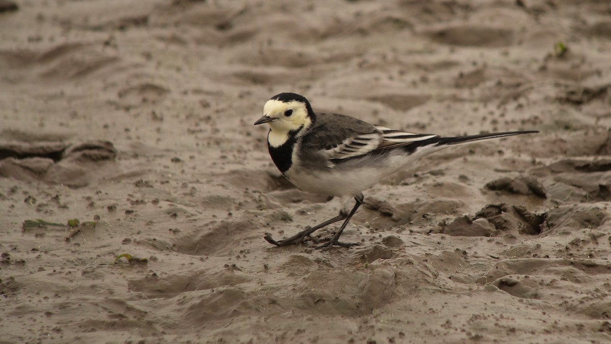 White Wagtail (British) - ML249410131