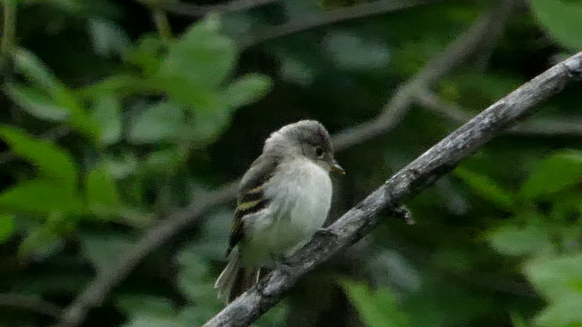 Least Flycatcher - André Labelle