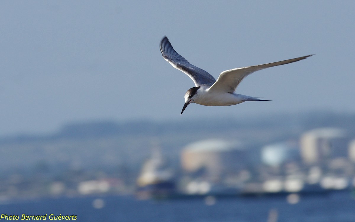 Common Tern - ML249411551