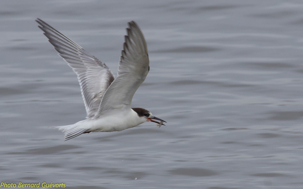 Common Tern - ML249411561