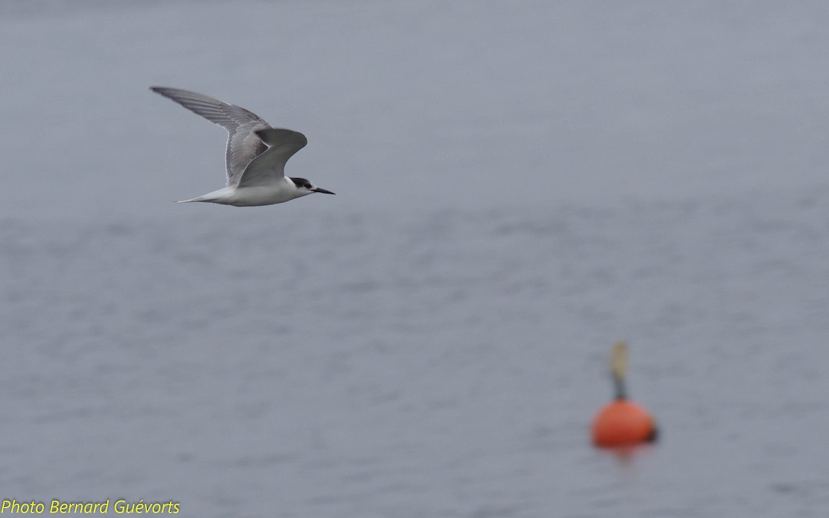 Common Tern - ML249411571