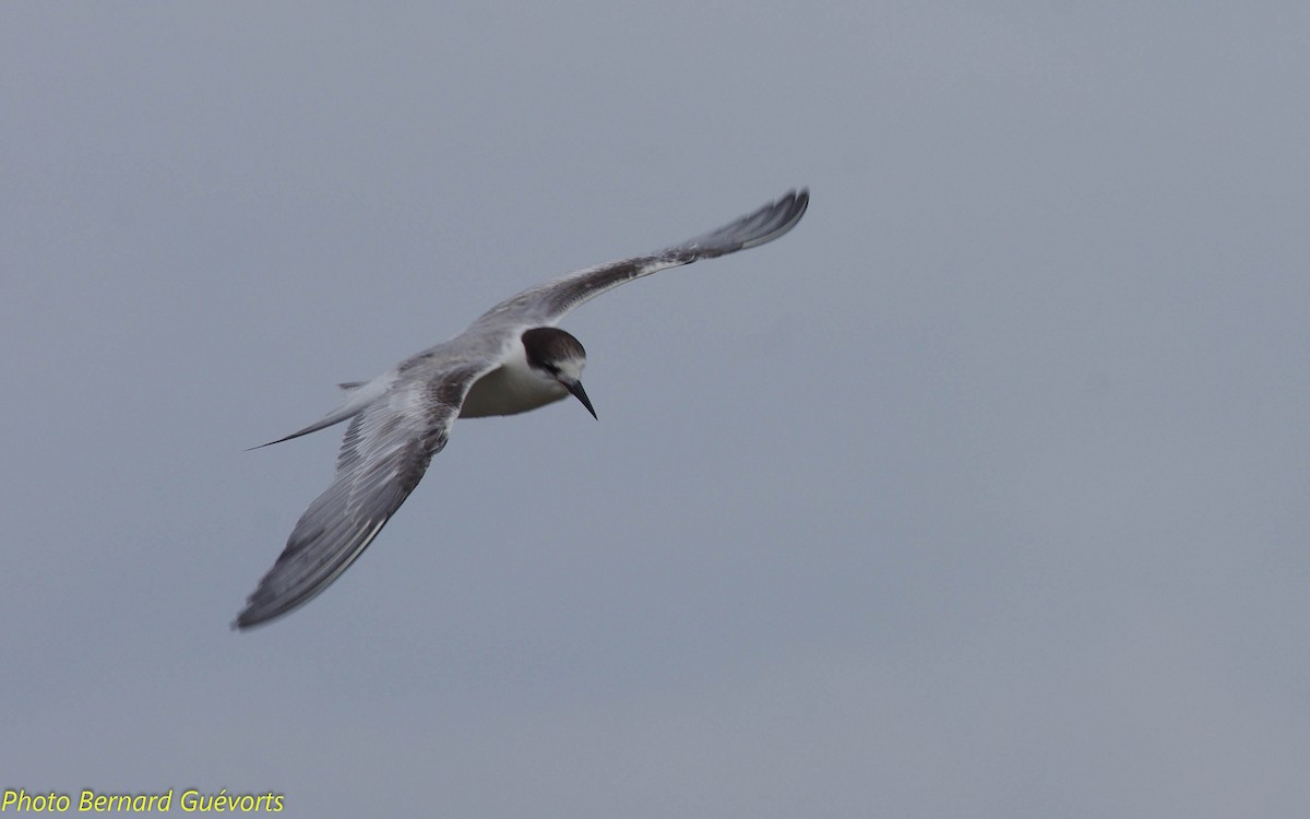 Common Tern - ML249411581