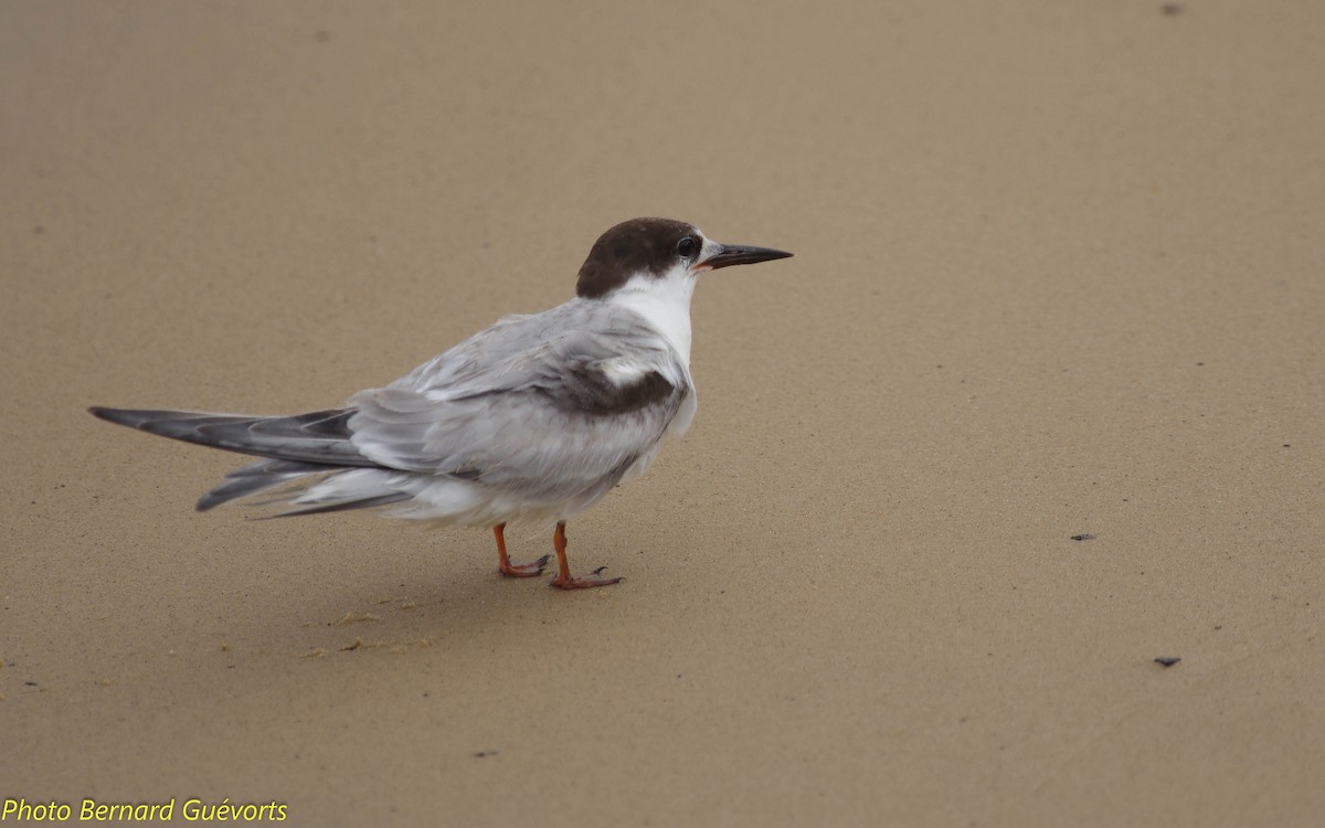 Common Tern - ML249411591