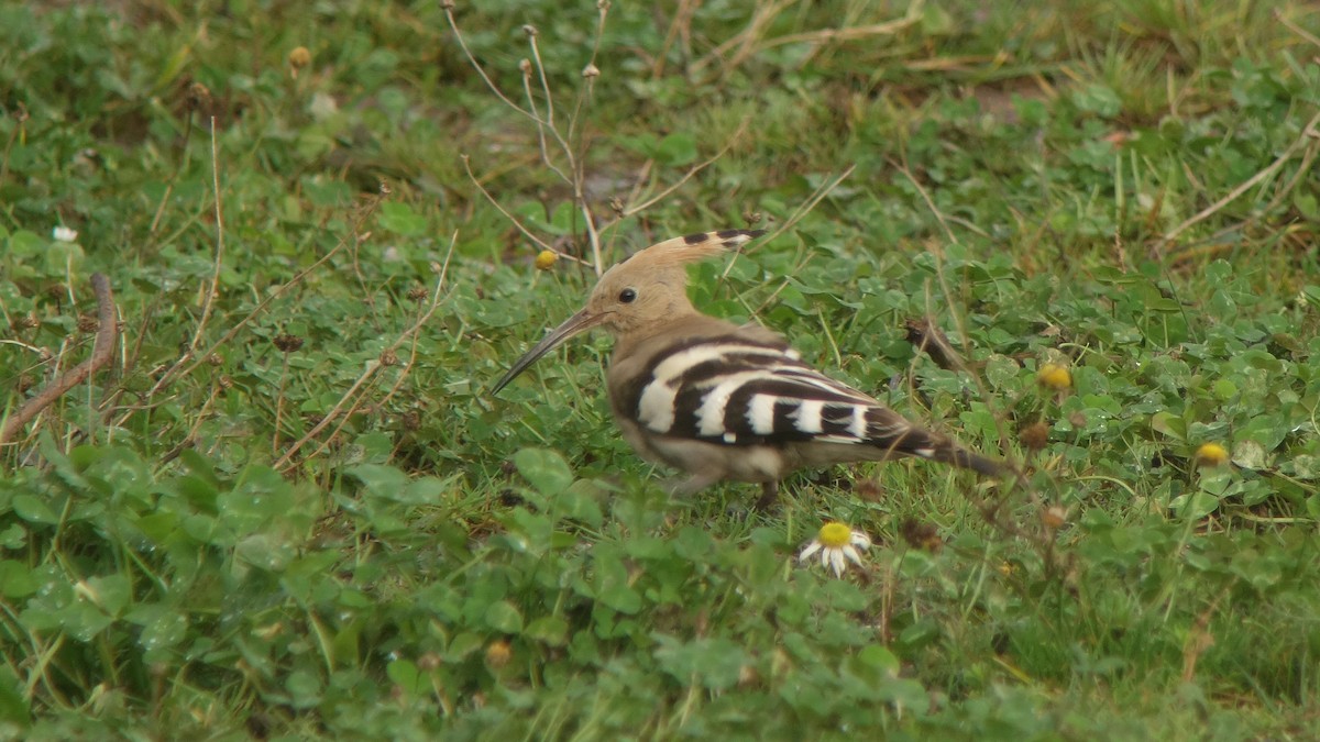 Eurasian Hoopoe (Eurasian) - ML249411621