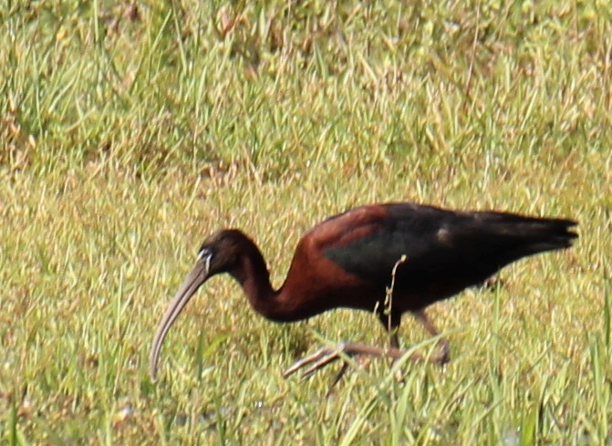 Glossy Ibis - Lawrence Gardella