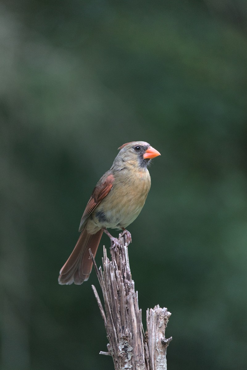 Cardinal rouge (groupe cardinalis) - ML249416431