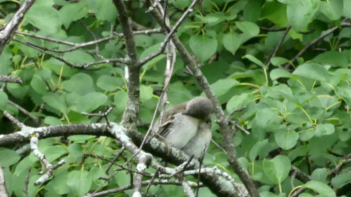 Least Flycatcher - ML249418071