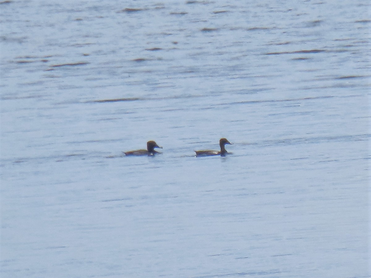 Ring-necked Duck - ML249420381