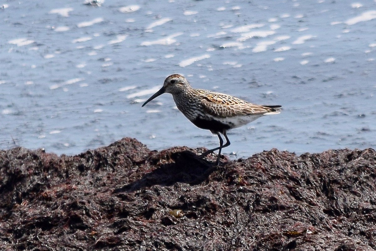 Dunlin - julie desrosiers