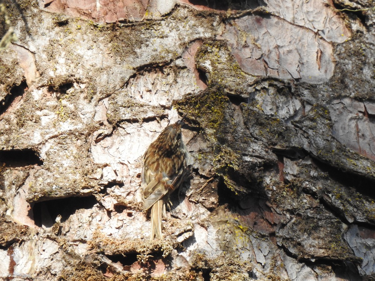 Brown Creeper - ML249425171