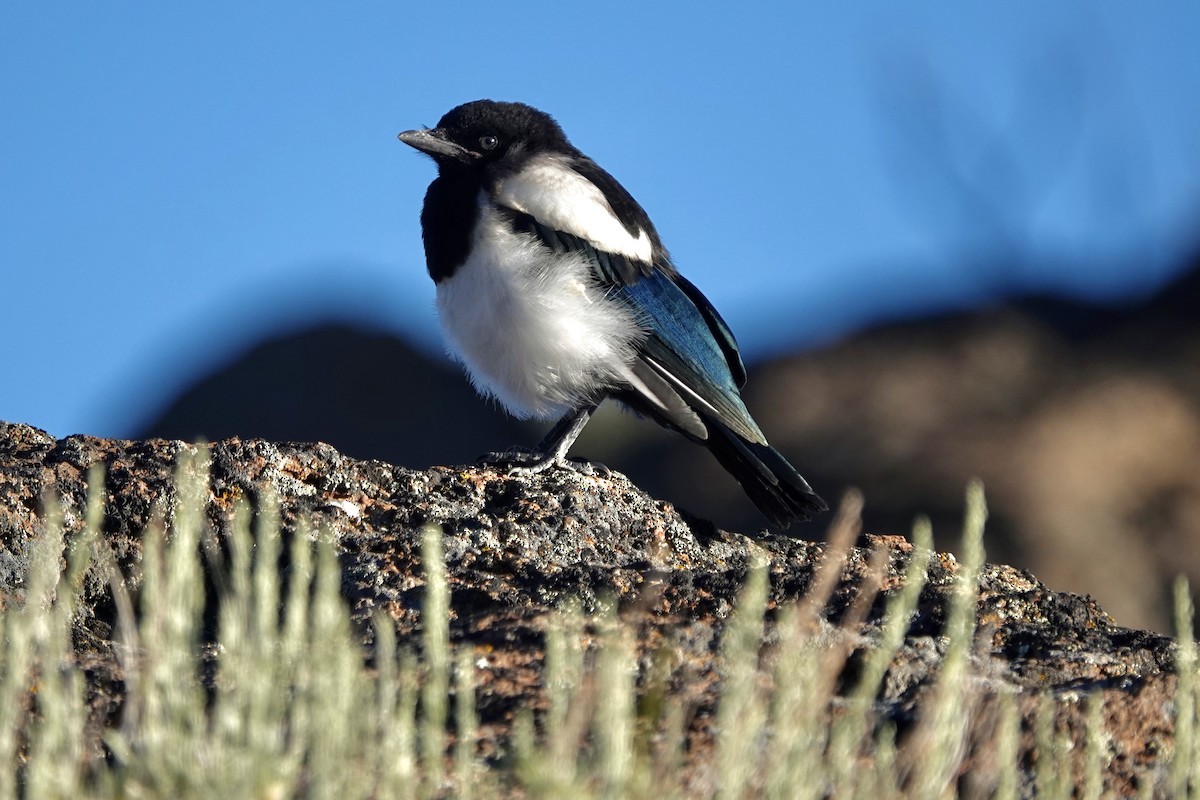 Black-billed Magpie - Bobby Wilcox