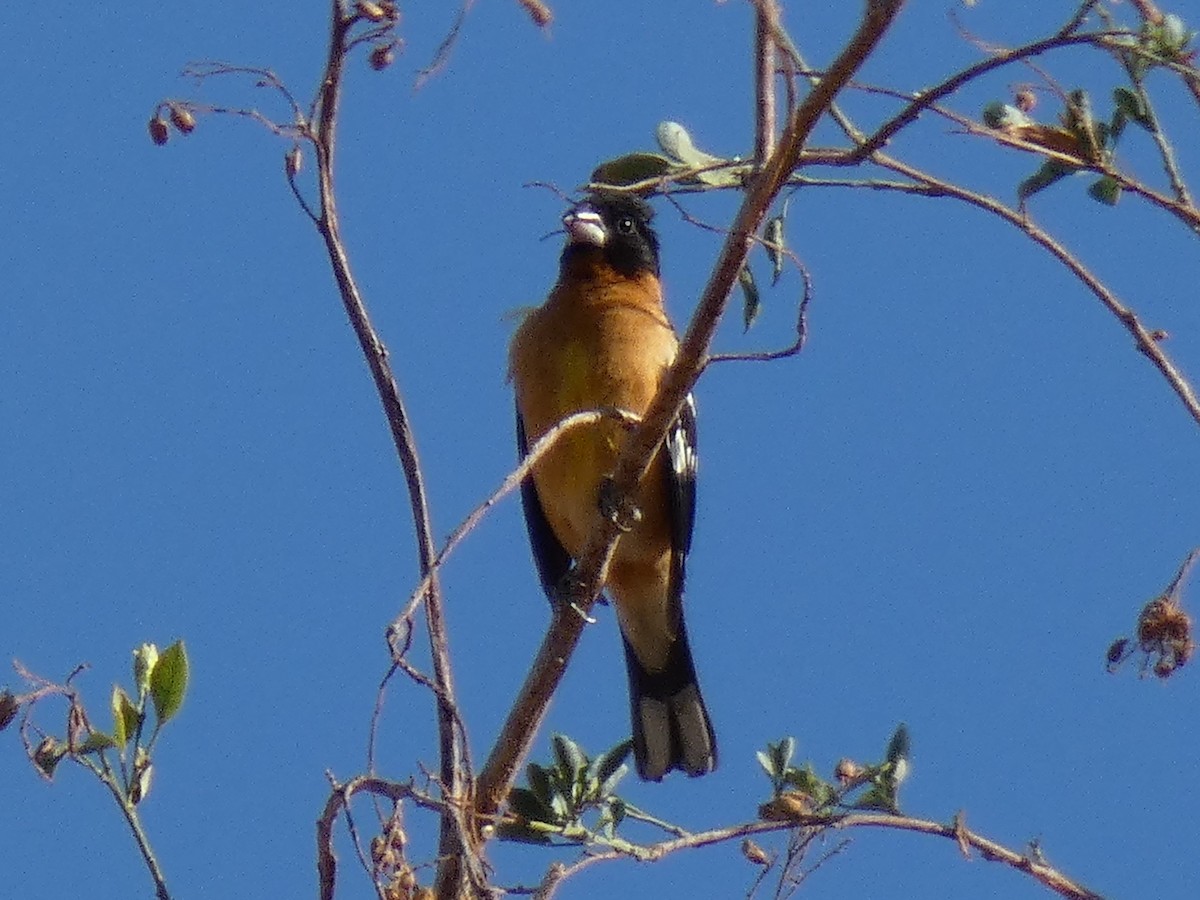 Black-headed Grosbeak - ML249426661