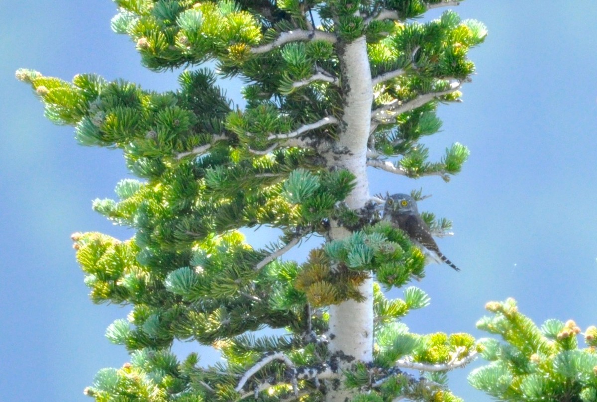 gnomugle (californicum gr.) (tusseugle) - ML249427371