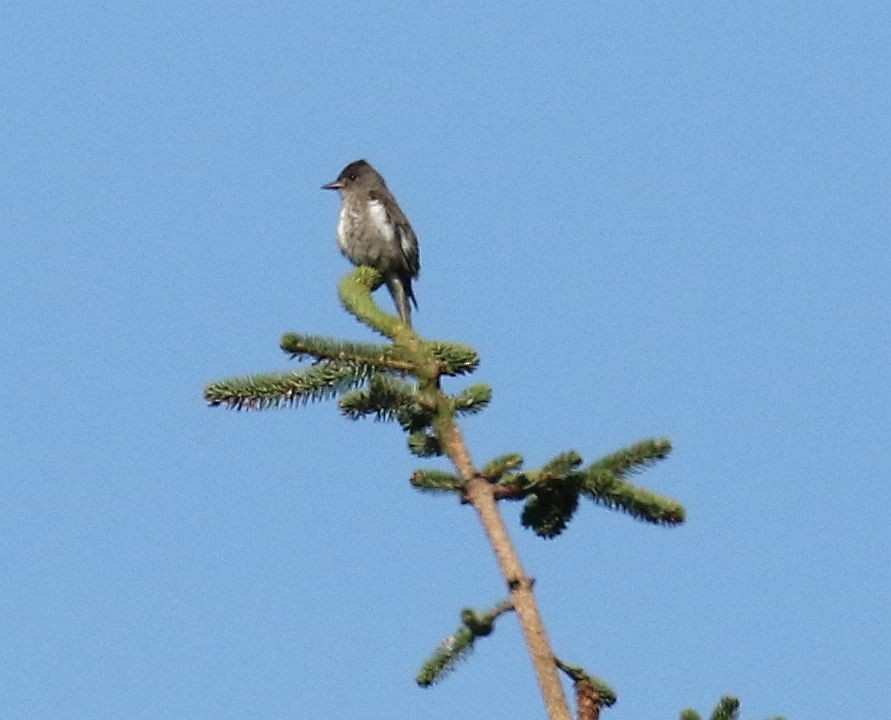 Olive-sided Flycatcher - ML249430011