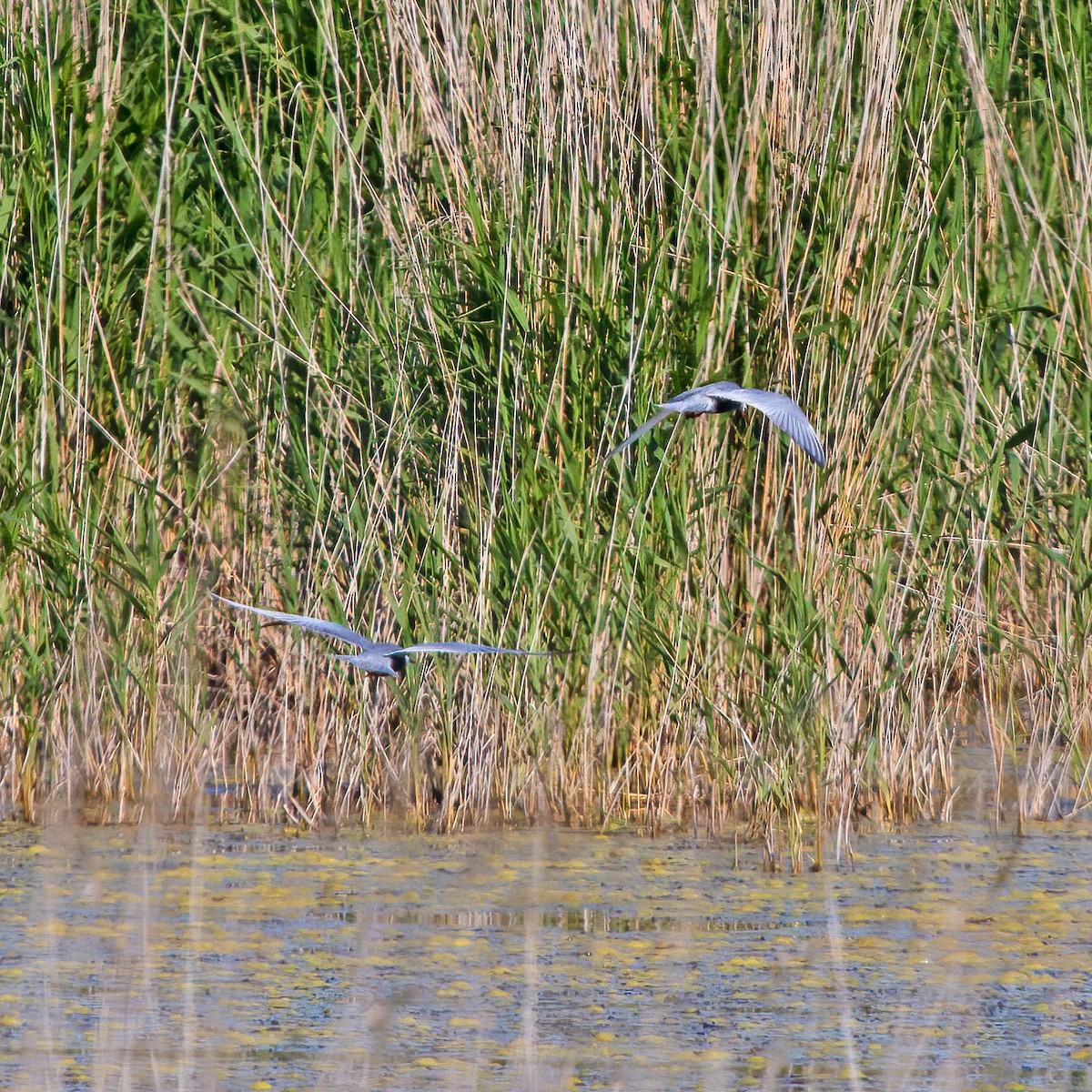 Whiskered Tern - ML249430221