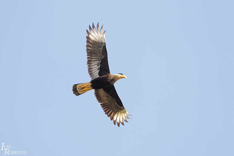 Crested Caracara (Southern) - Luis Roberto da Silva