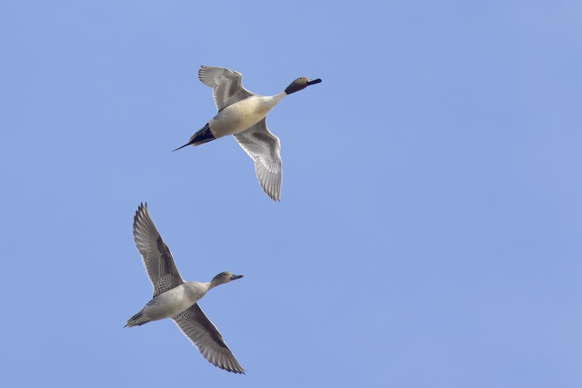 Northern Pintail - ML249432331