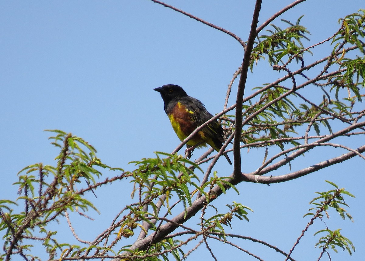 Weyns's Weaver - Roger Boyd