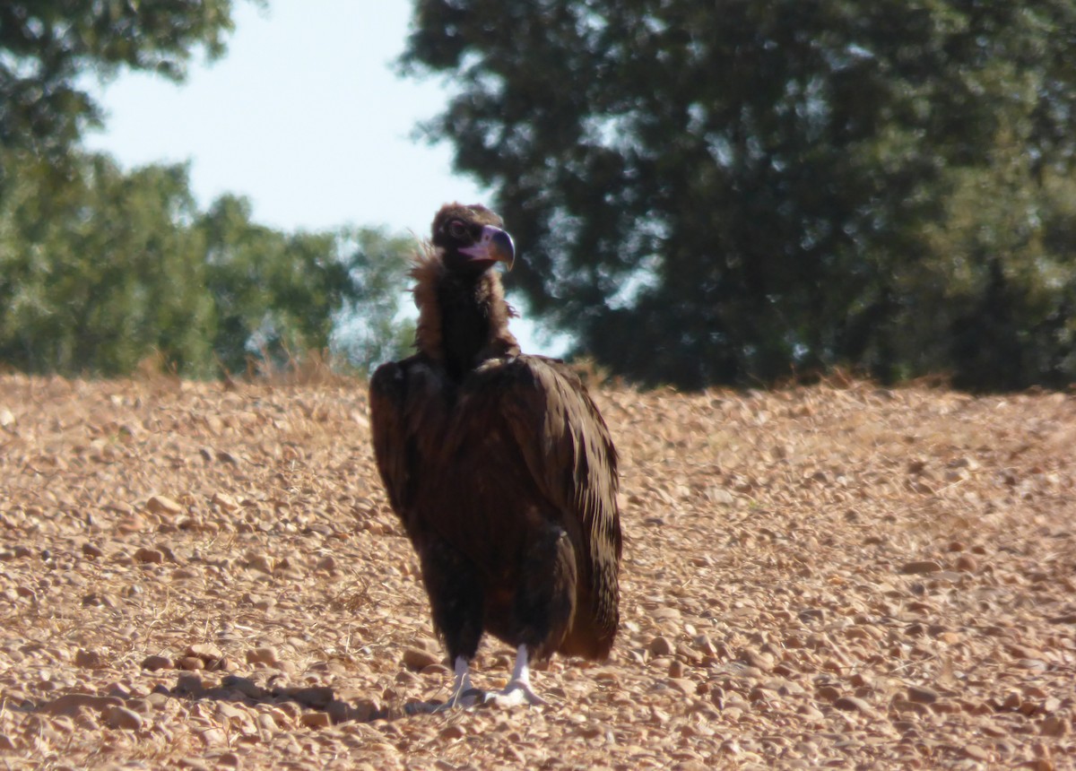 Cinereous Vulture - ML249433881