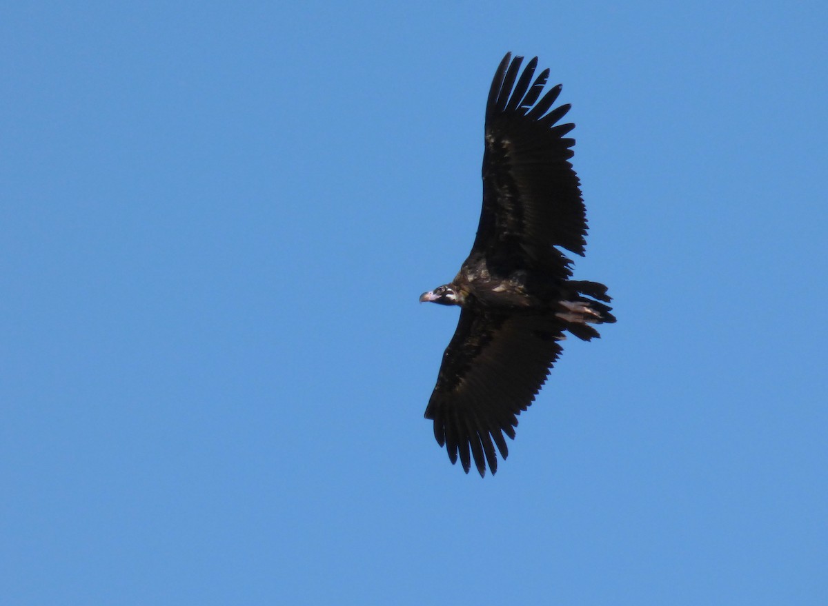 Cinereous Vulture - ML249433921