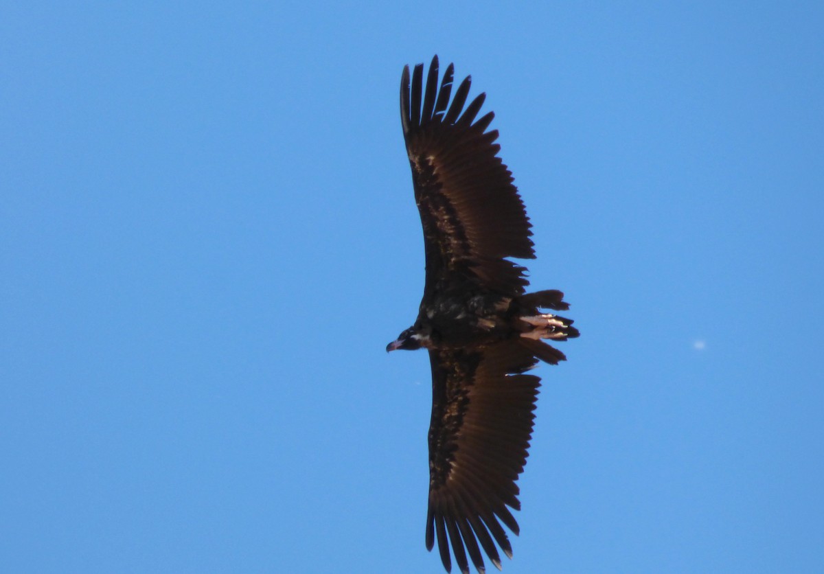 Cinereous Vulture - ML249433991