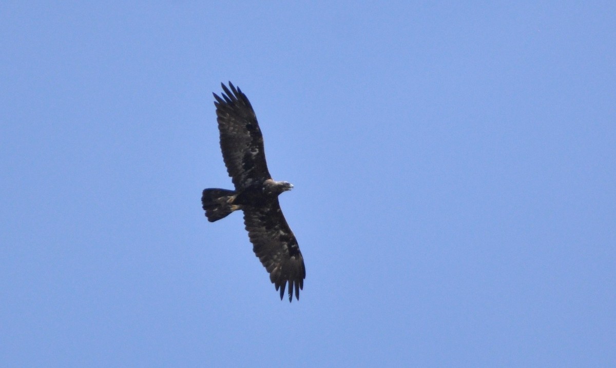 Golden Eagle - Oliver Patrick