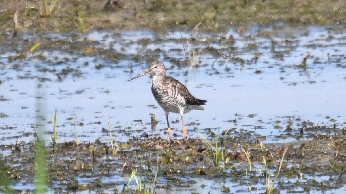 Greater Yellowlegs - ML249436851