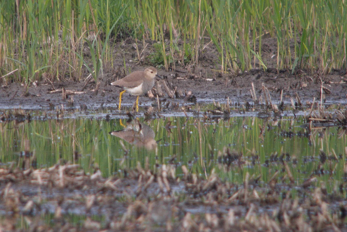 White-tailed Lapwing - ML249438521