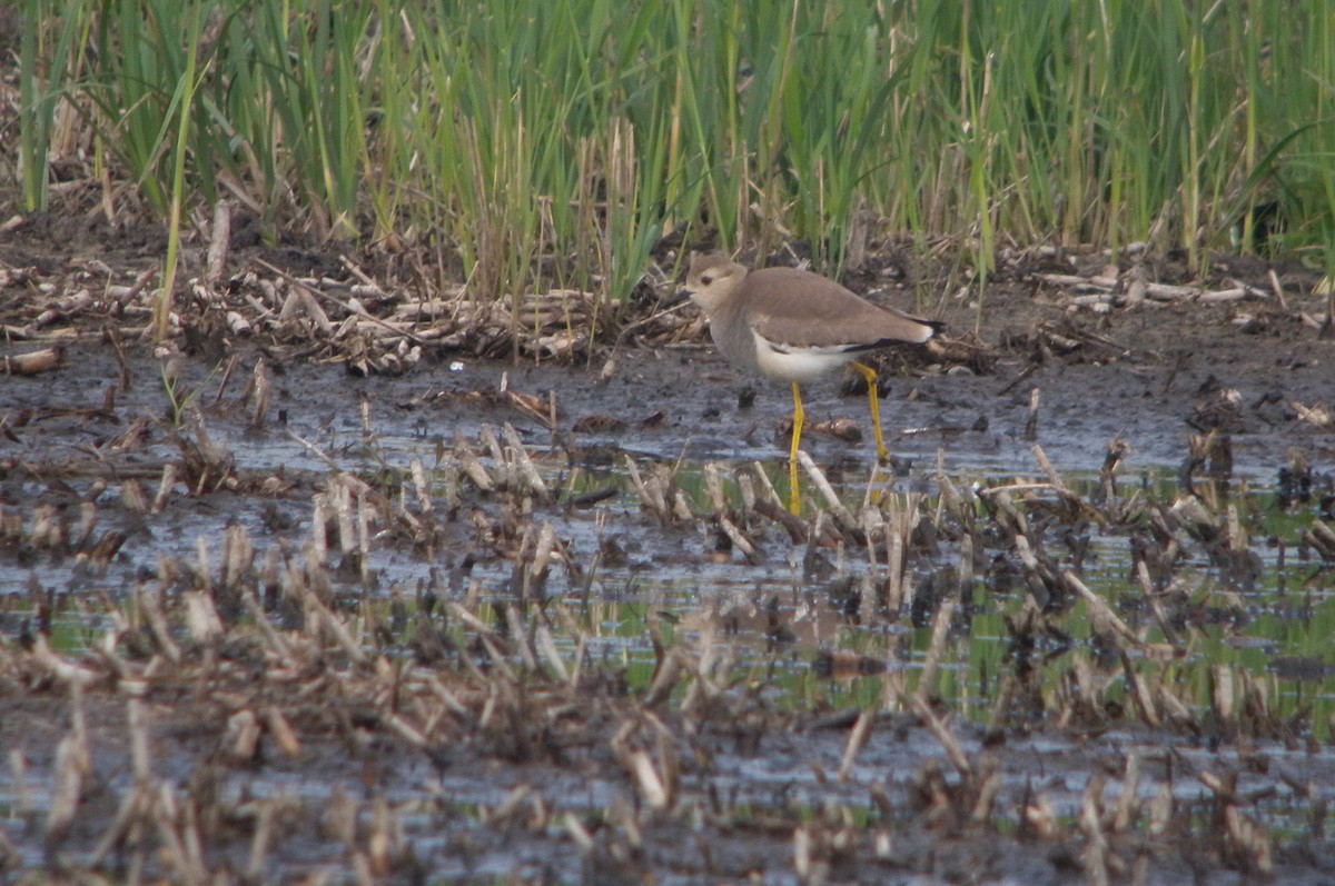 White-tailed Lapwing - ML249438541