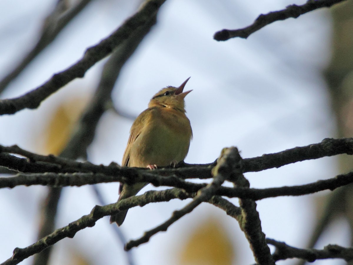 Worm-eating Warbler - ML249439251