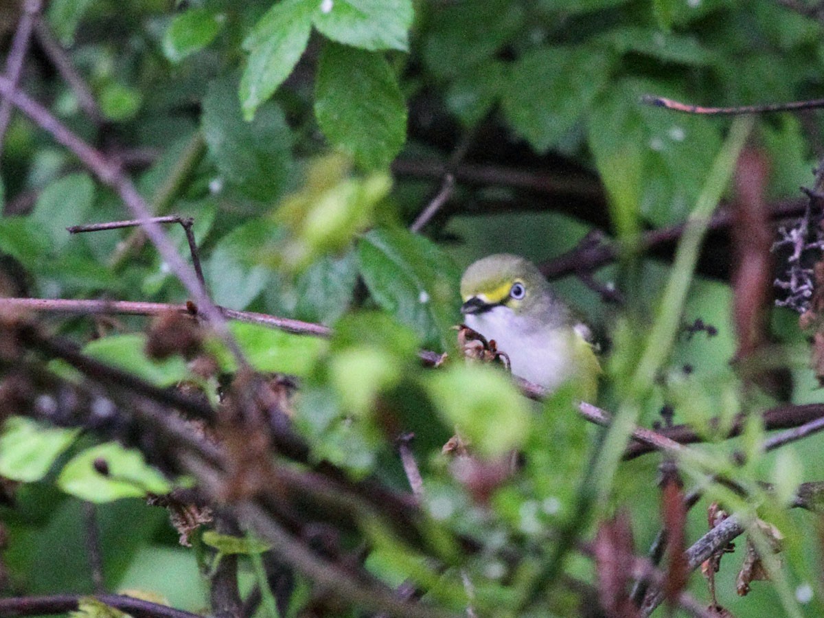 Viréo aux yeux blancs - ML249440541