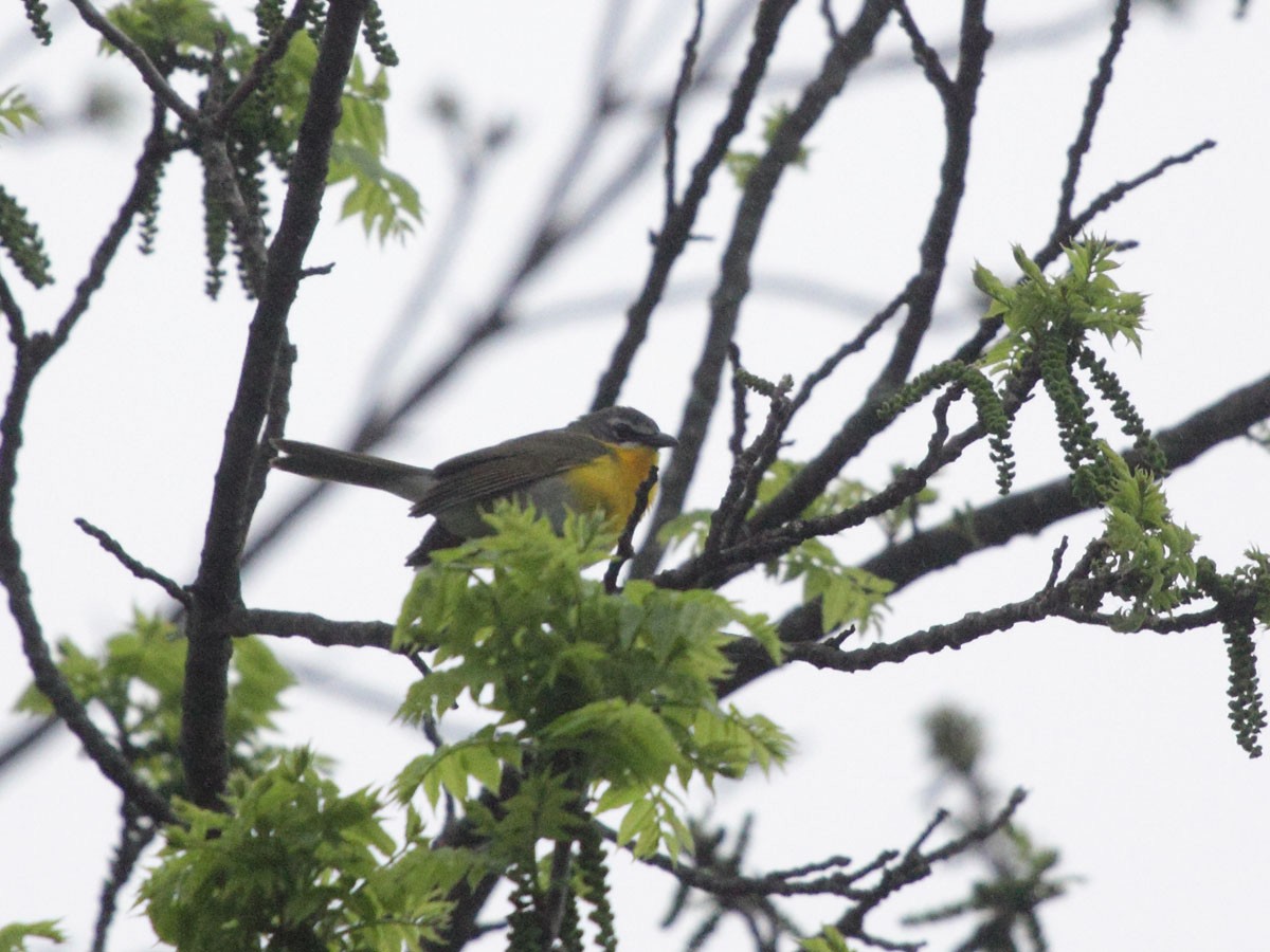 Yellow-breasted Chat - ML249440661