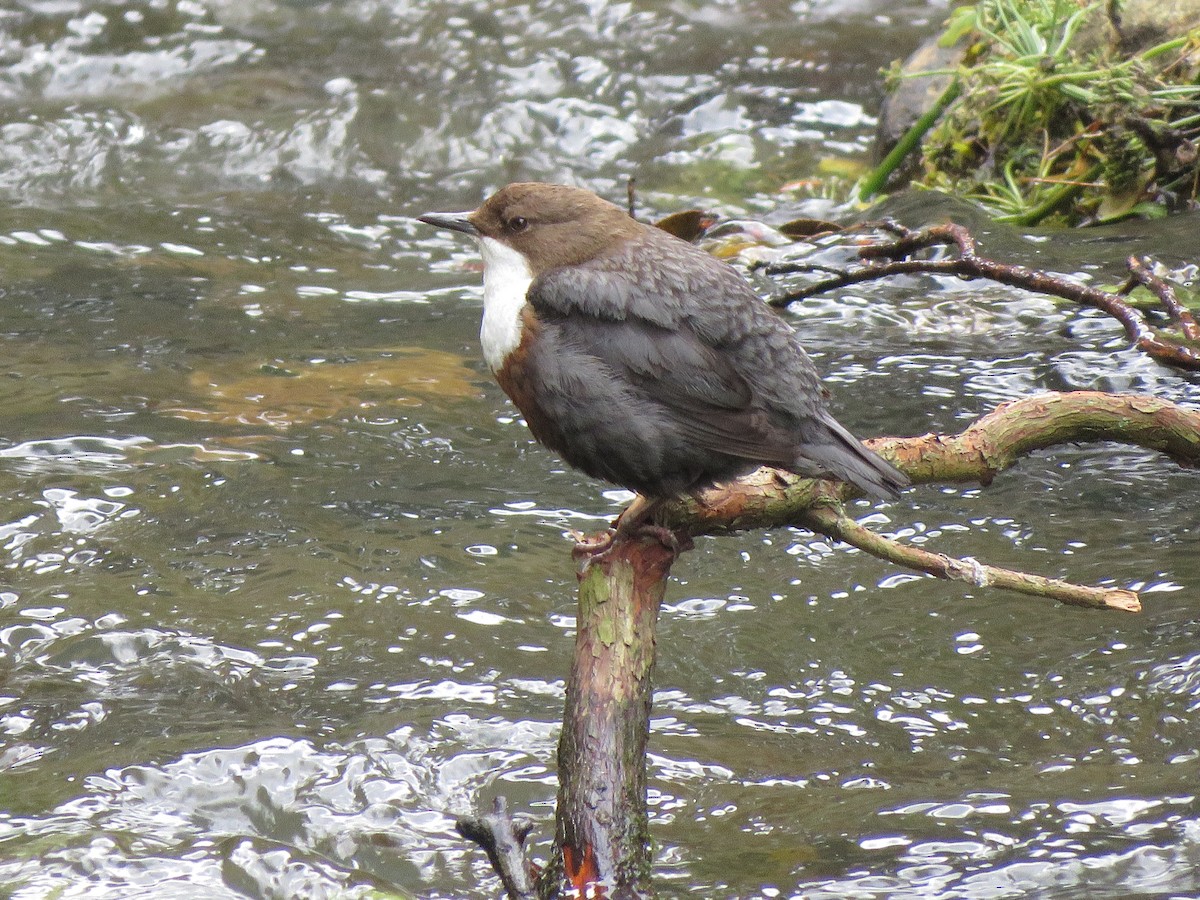 White-throated Dipper - ML249443991