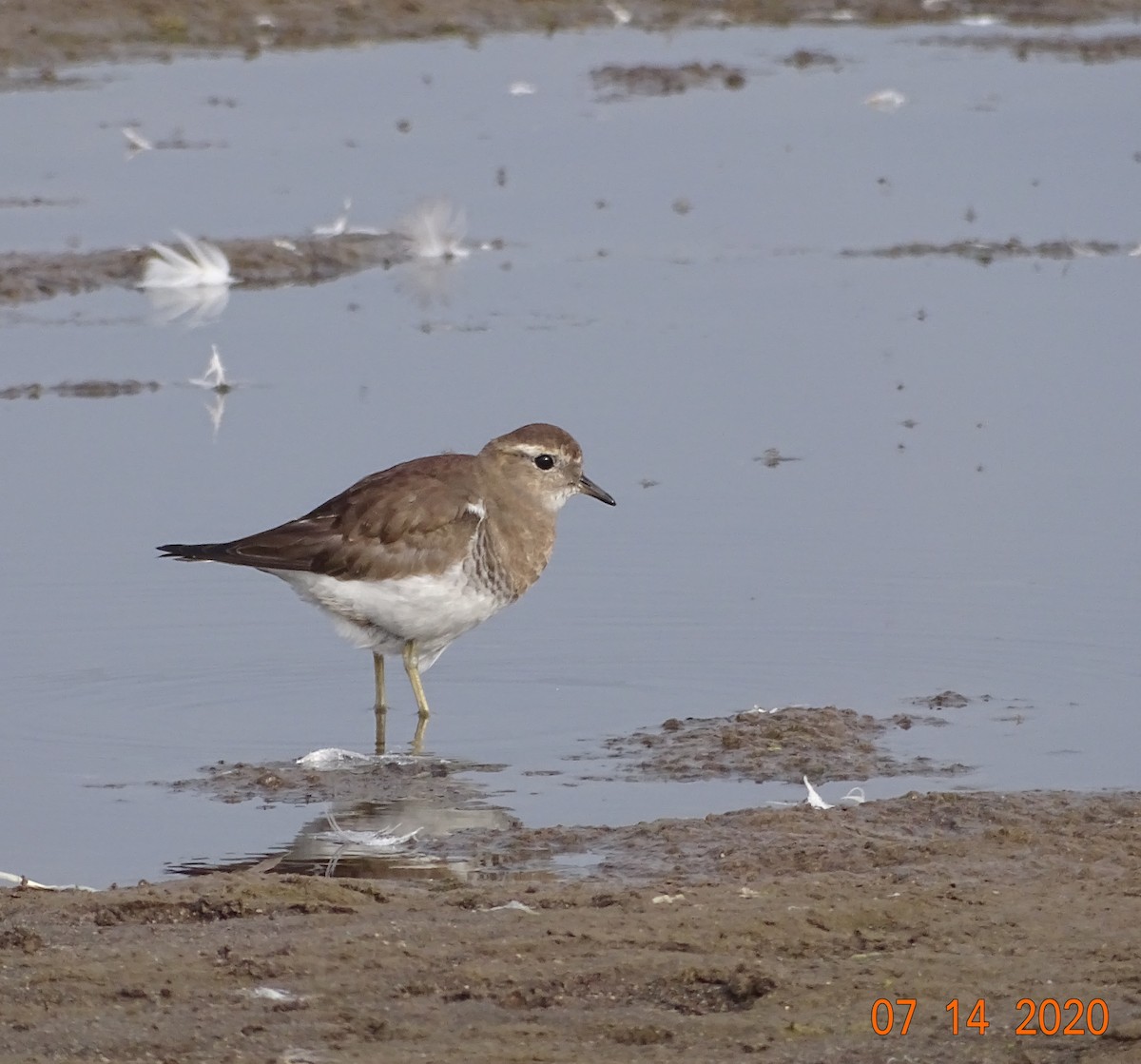 Rufous-chested Dotterel - ML249444511