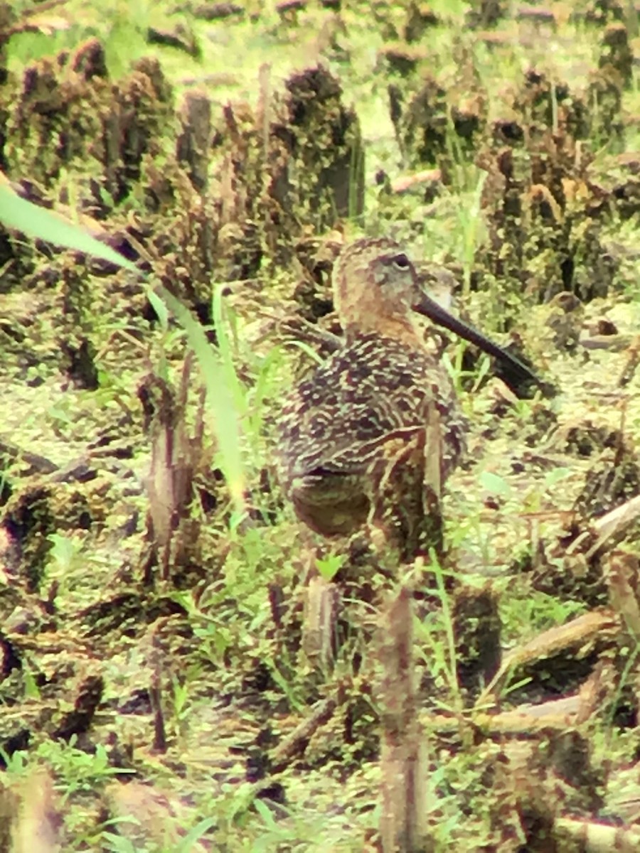 Short-billed/Long-billed Dowitcher - ML249445291