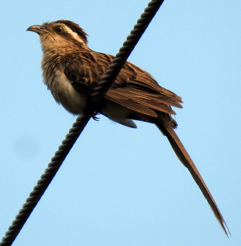 Striped Cuckoo - Bill Fox