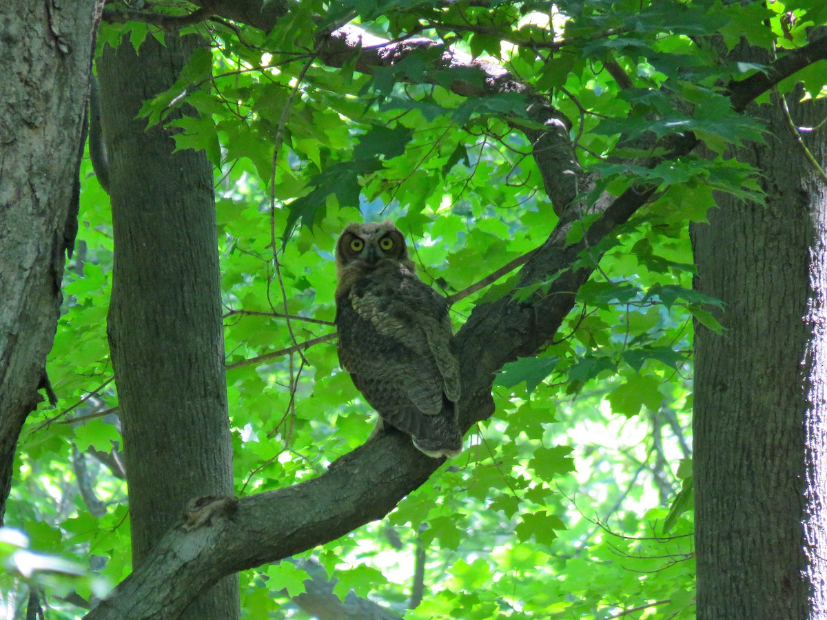 Great Horned Owl - ML249446451