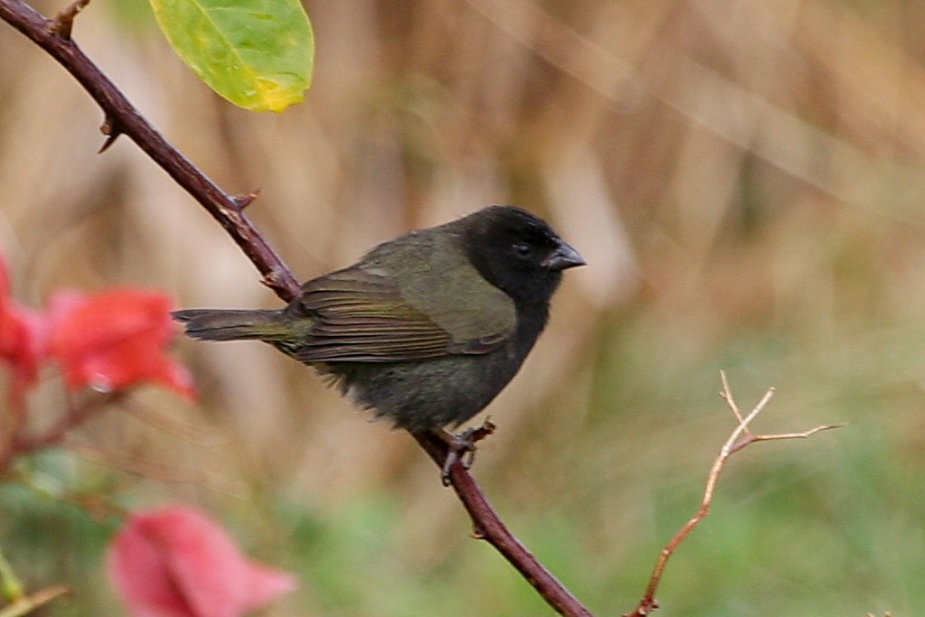 Black-faced Grassquit - ML249447561