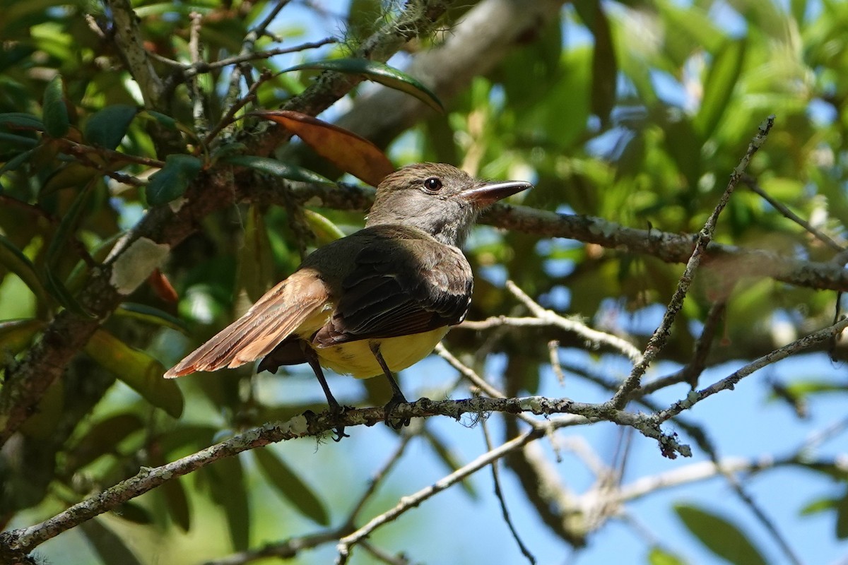 Great Crested Flycatcher - ML249452621