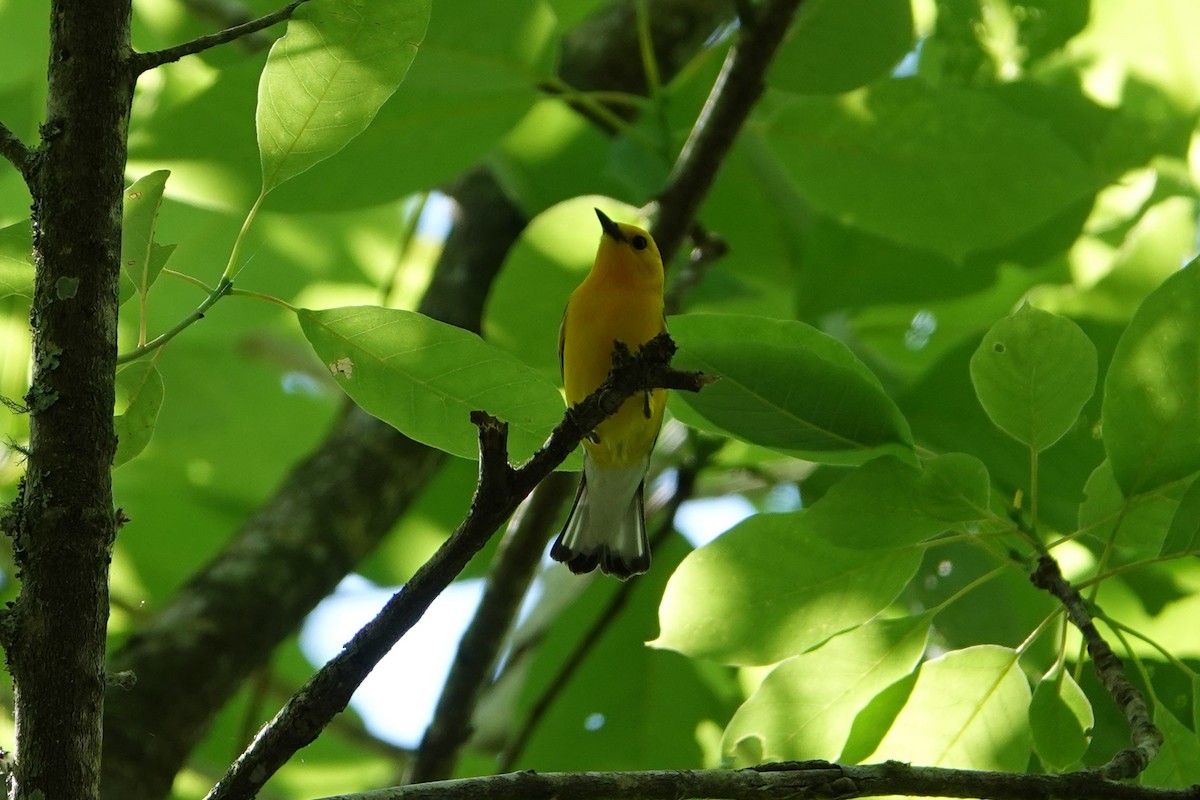 Prothonotary Warbler - ML249452661