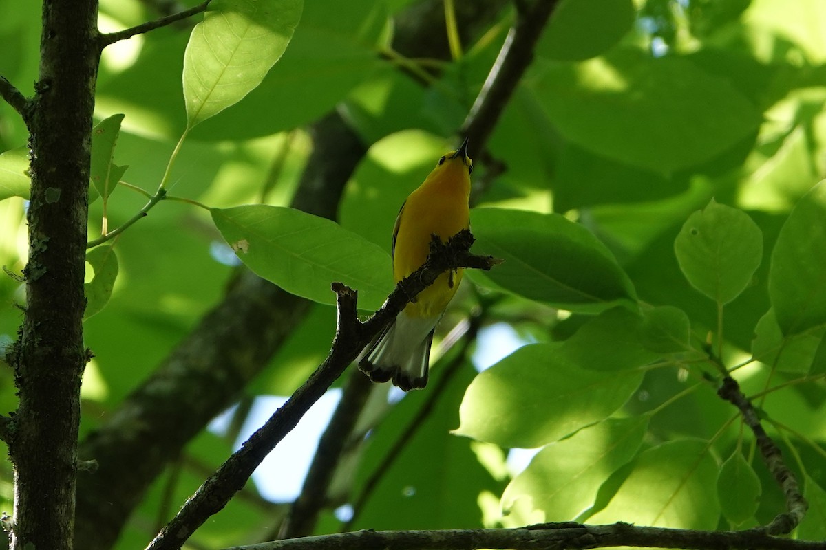 Prothonotary Warbler - ML249452681