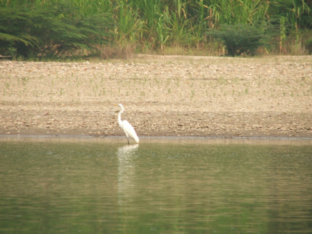 Great Egret - Jienchi  Dorward