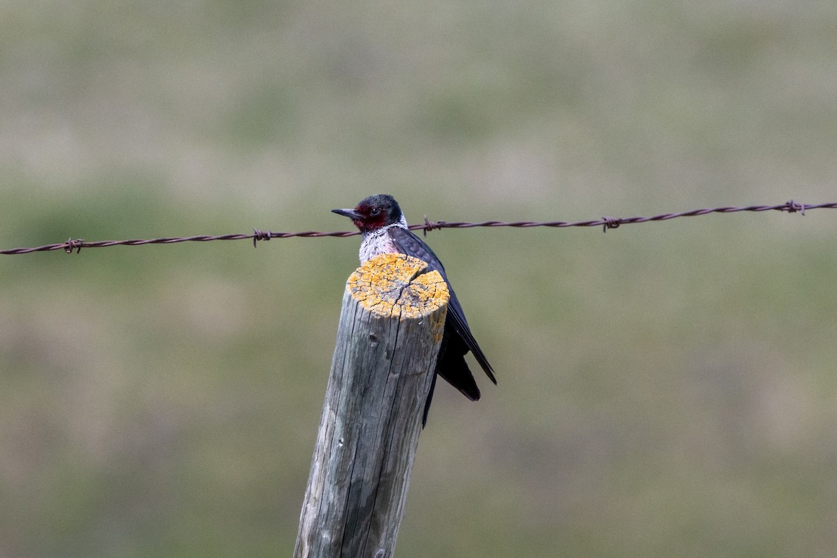 Lewis's Woodpecker - ML249453221